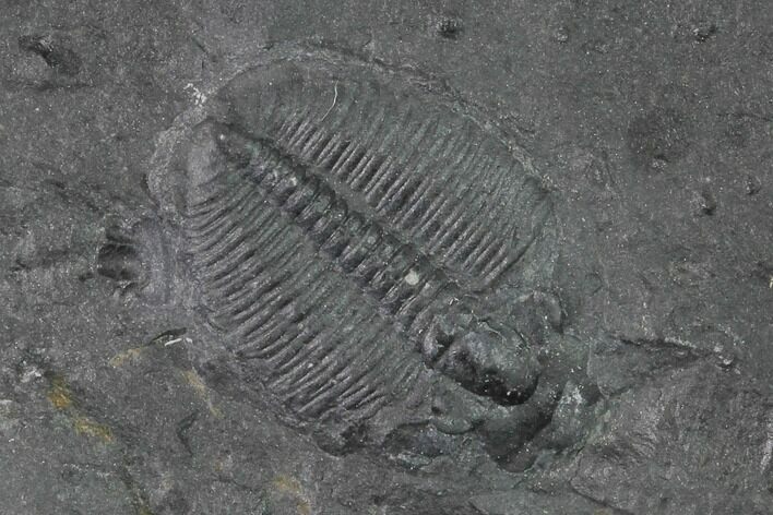 Elrathia Trilobite Molt Fossil - House Range - Utah #139674
